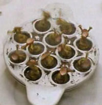 Clapiottes